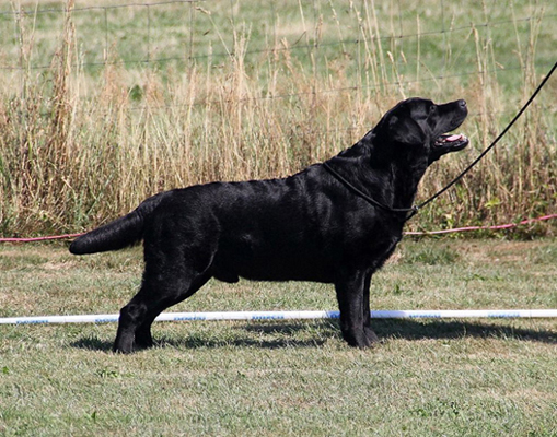 Seawind polish poker labrador retriever